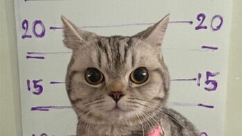 ImgDesc